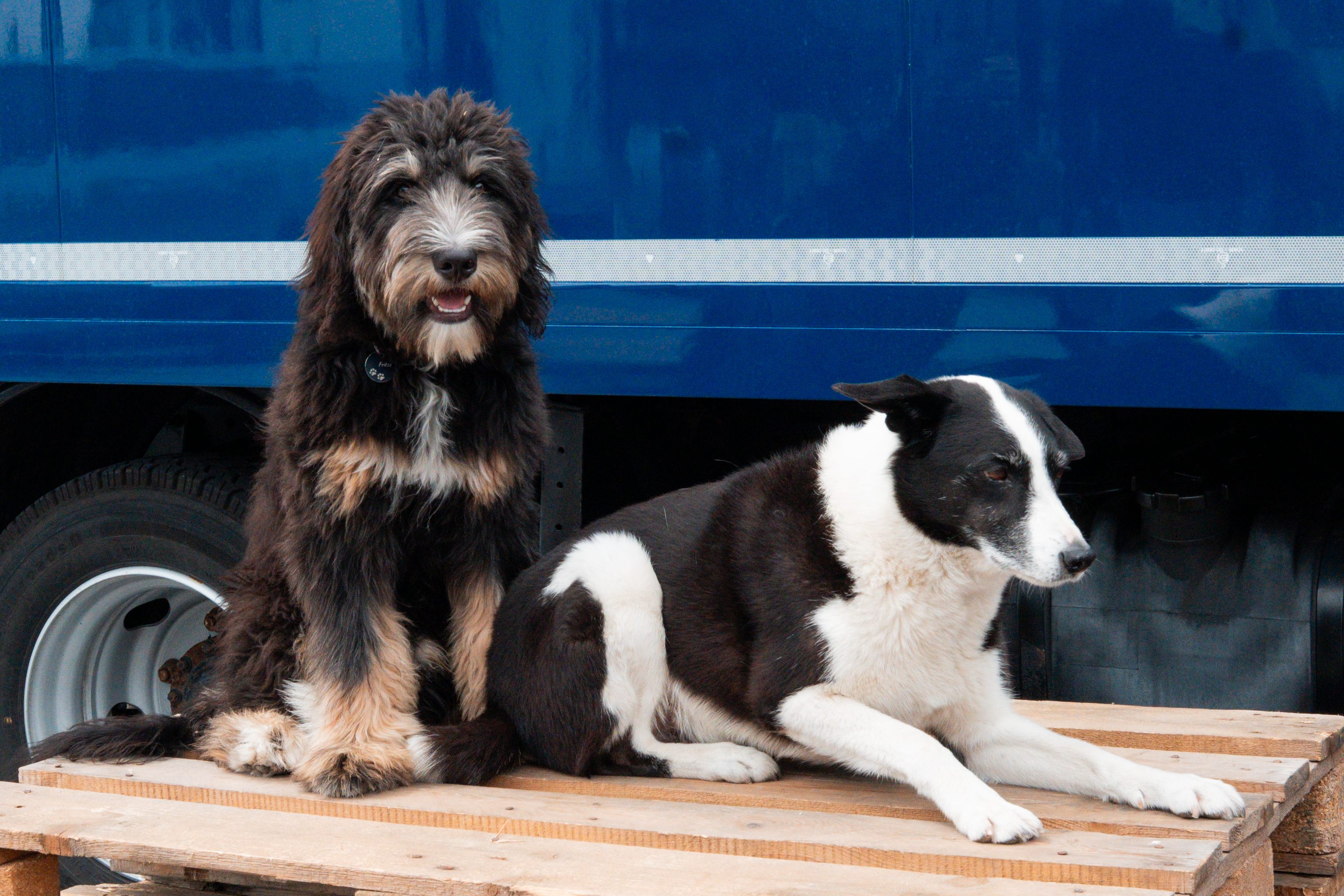 Fritz & Fynn